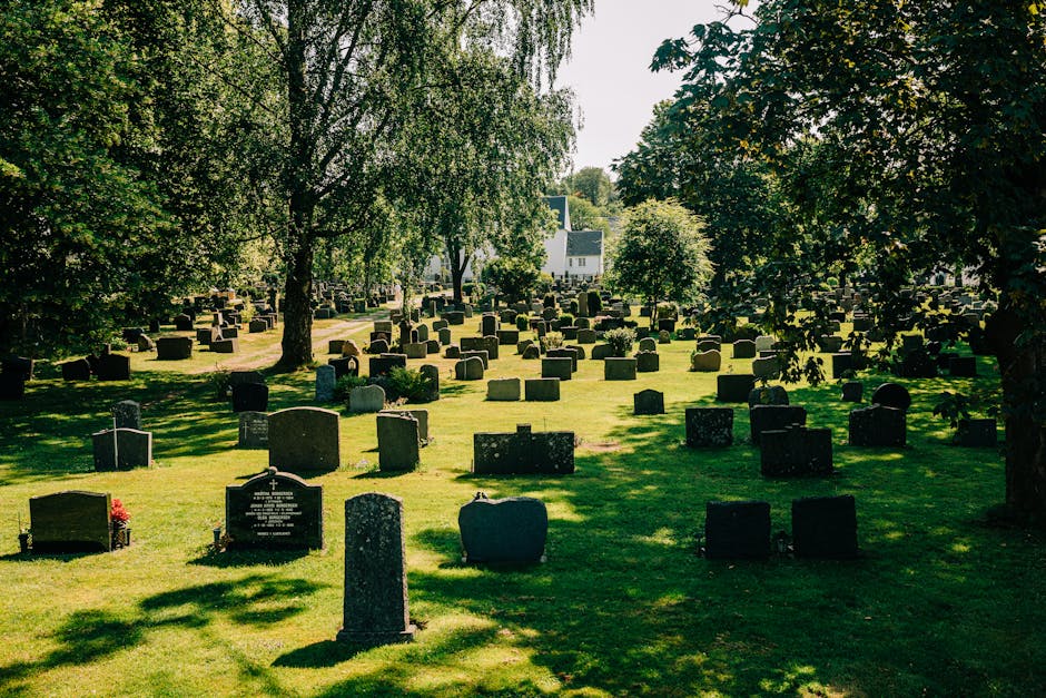 A large cemetery with numerous upright headstones and grave markers arranged in rows on well-maintained grassy terrain. Tall trees with leafy branches shade parts of the area, creating patches of sunlight and shadow across the ground. In the background, residential buildings and a church steeple are visible, indicating proximity to a neighborhood. The scene appears peaceful, with no visible activity or people. The setting suggests a typical burial ground that may require routine maintenance and care, including accessing graves for memorial purposes during home relocation or other cemetery services offered by Catford Man and Van as part of their removals and relocation logistics.